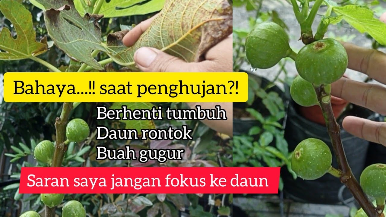 TETAP SUBUR DI SAAT PENGHUJAN || POHON BUAH TIN BERBUAH LEBAT