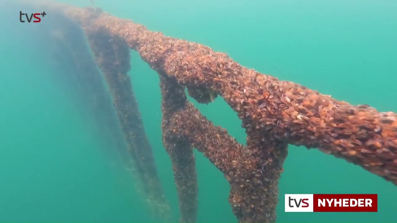 Muslinger renser vandet i vejle fjord (TV SYD UDSENDELSE)