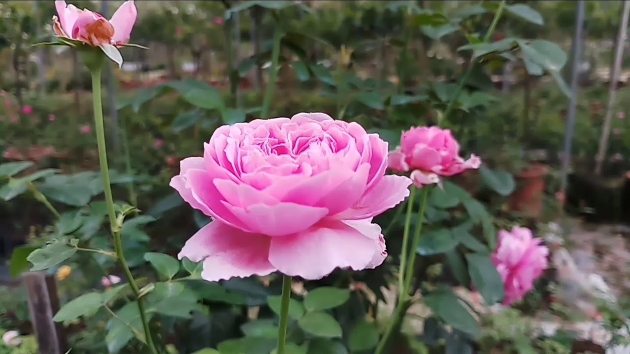 Hoa hồng ngoại đẹp I Thực tế trên đất việt ngày nóng