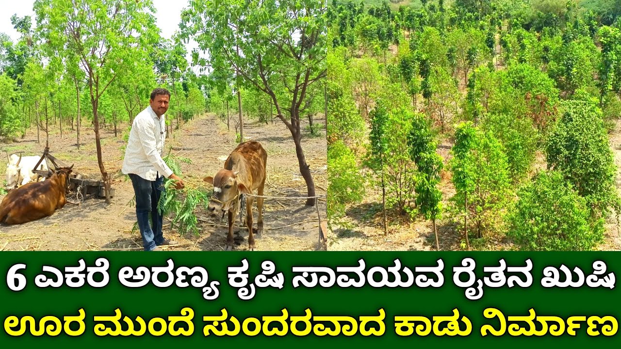6 ಎಕರೆ ಅರಣ್ಯ ಕೃಷಿ ಸಾವಯವ ರೈತನ ಖುಷಿ | agroforestry system kannada | sandslwood farming in kannada