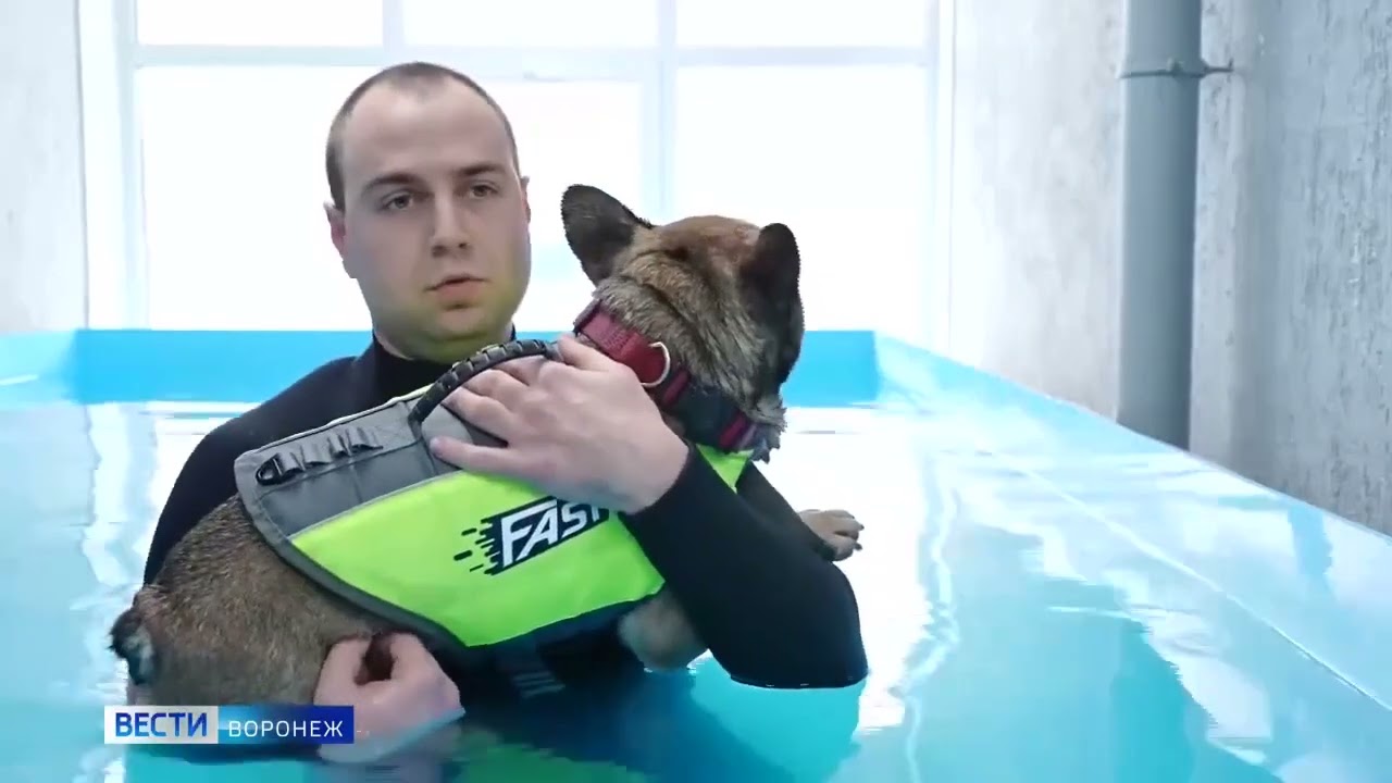 Мы открыли бассейн для собак. 