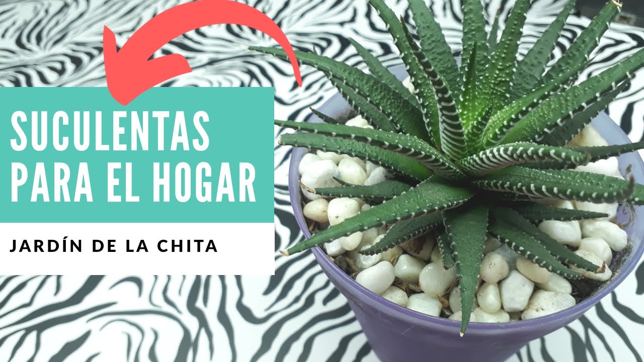 Suculentas Para TENER dentro de CASA🌵 | Jardín De La Chita