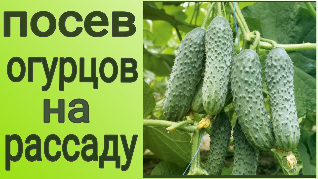 Посев огурцов на рассаду.