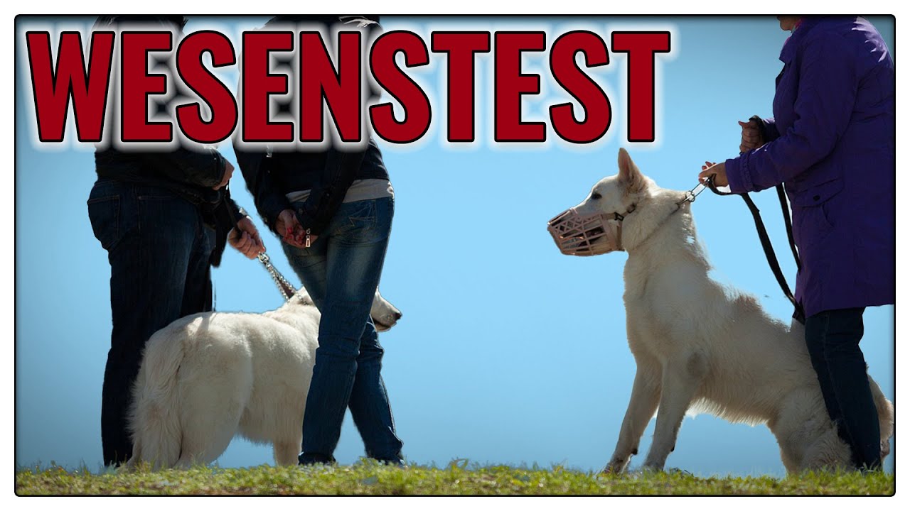 Wesenstest - Was euch erwartet - TGH 360