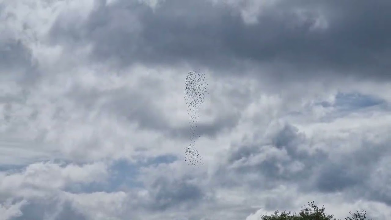 FALCON hunting starlings