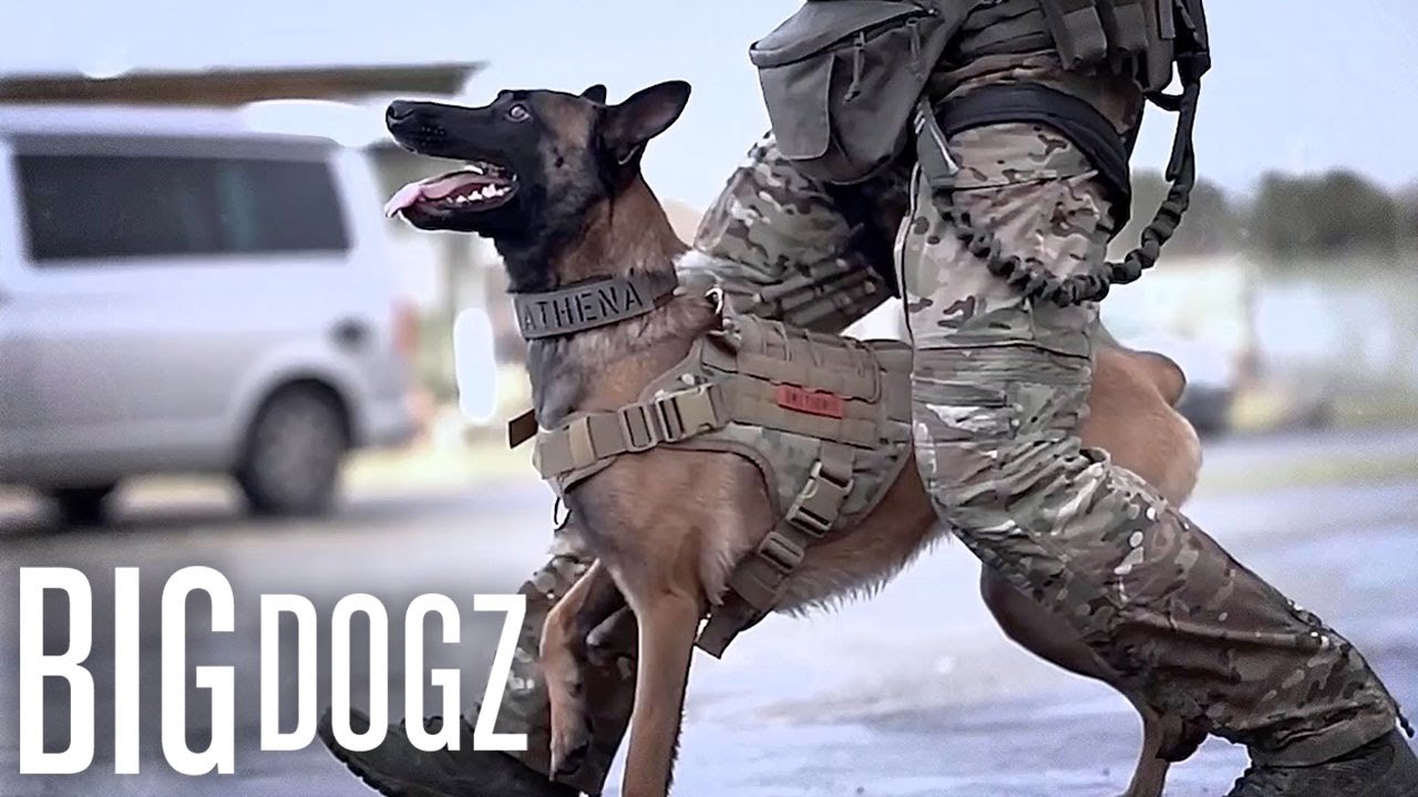 Эта бельгийская овчарка малинуа обучена по военному стандарту | BIG DOGZ