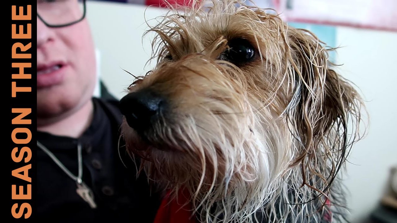 An emergency shower for MollyDog! Vlog