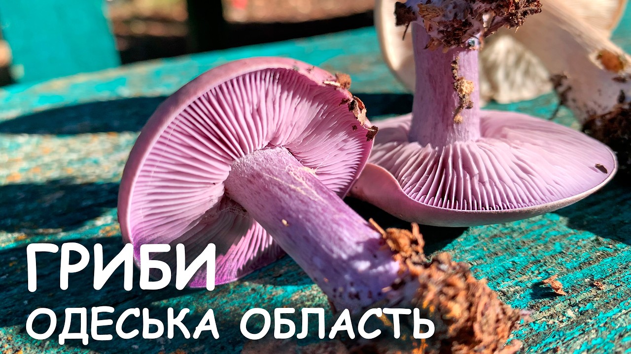 Чи є ГРИБИ в Одеській облаті? Сезон 2025. Поїхала на велосипеді на грибалку