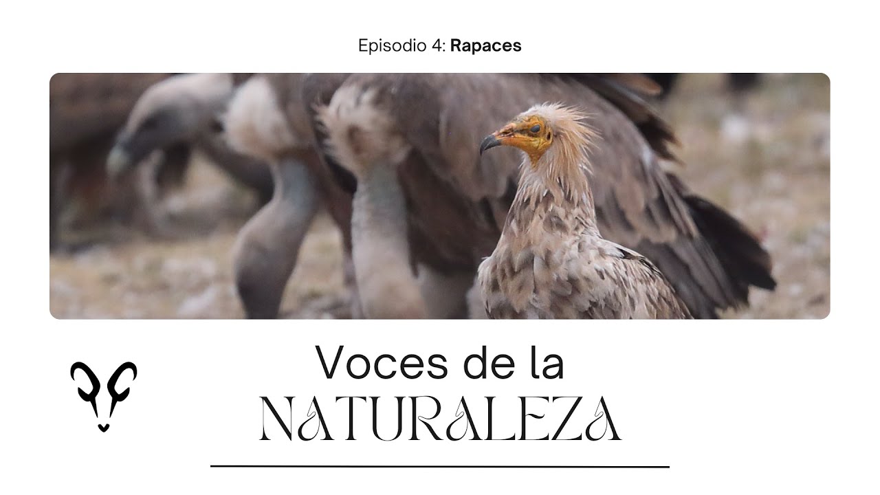 VOCES DE LA NATURALEZA | 4: Rapaces | Con Albert Masó y Fran Trabalon