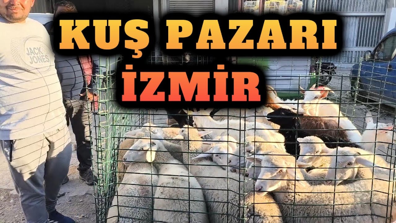 KUZU KEÇİ ÖRDEK TAVUK BU PAZAR DA HERŞEY VAR #159