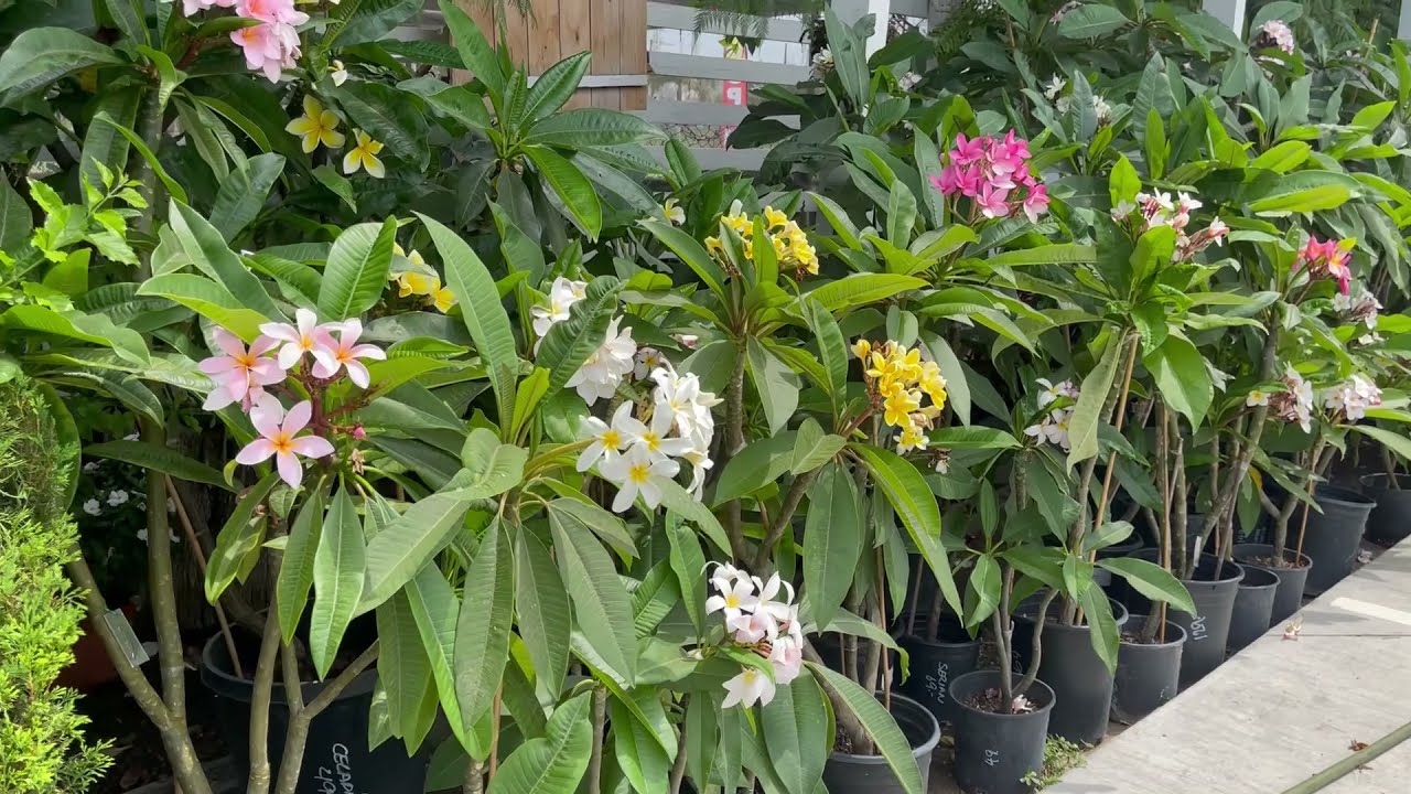 Beautiful Plumeria Flowers - Upland Nursery July 2021