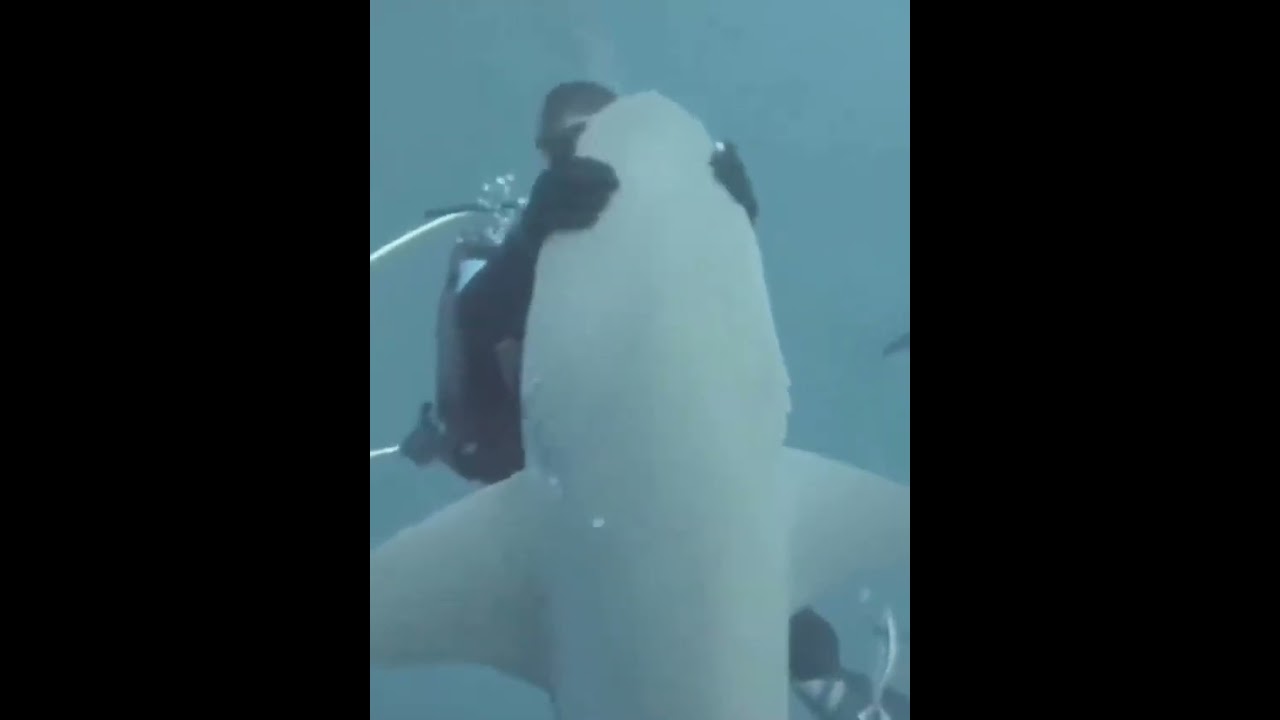 Sharks getting pets #cute #sharks