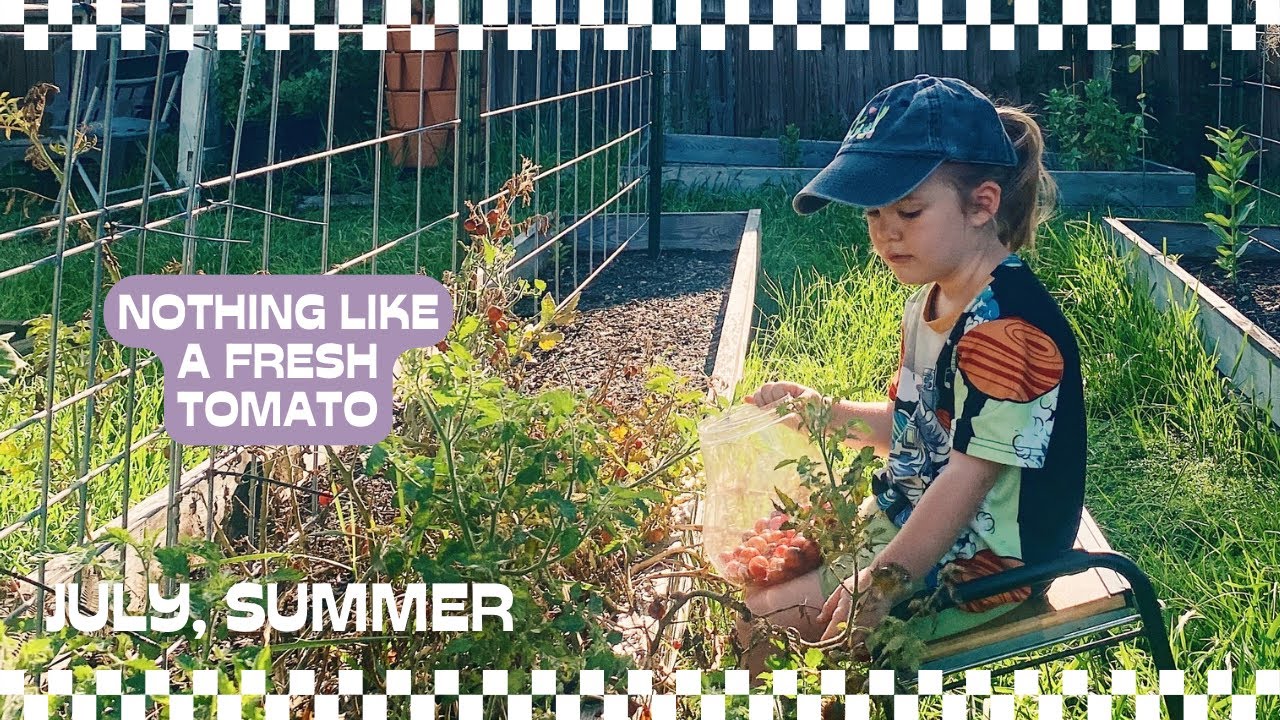 Peaceful summer tomato harvesting on the Fourth of July with my 3 year old
