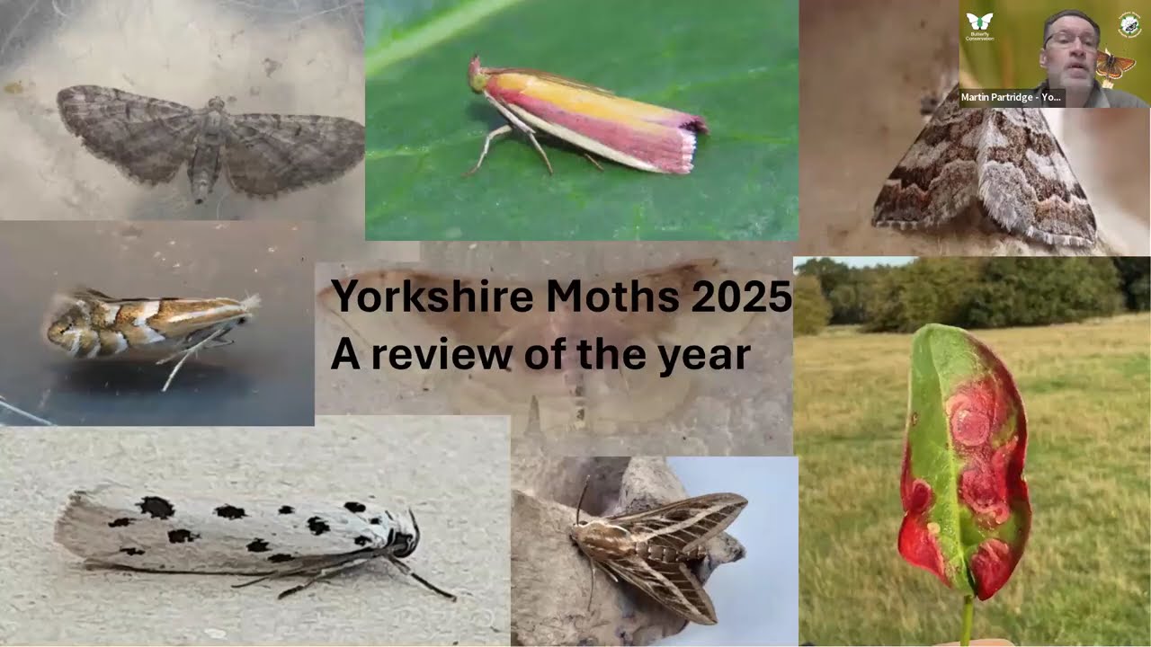Yorkshire Moths Review 2025