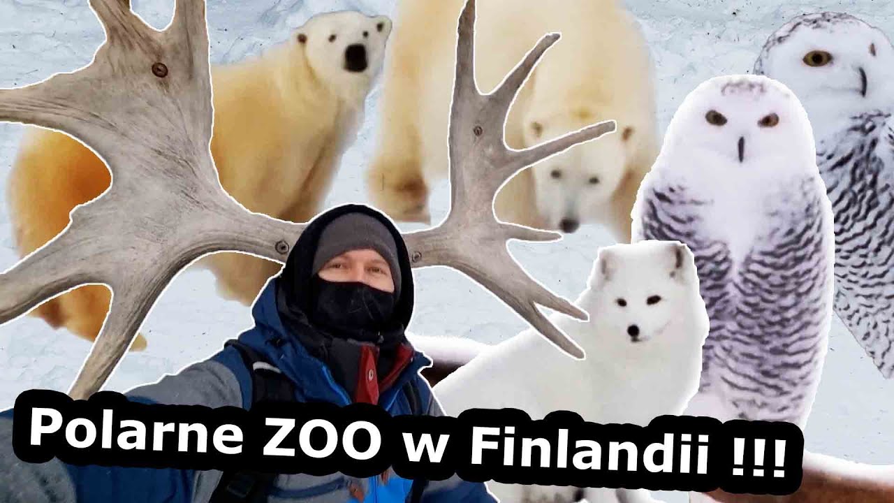 Gdzie zobaczyć Niedźwiedzia Polarnego i Przymierzyć Rogi Łosia??? - Zoo Ranua w Finlandii (#784)