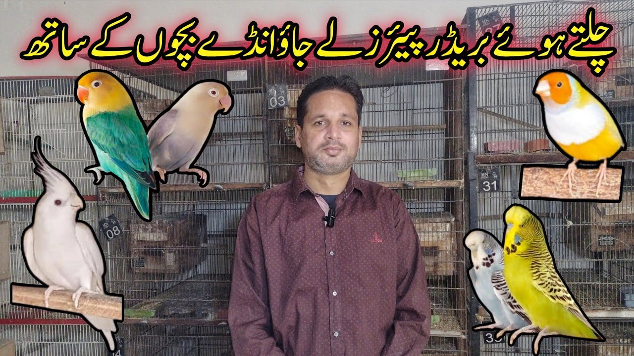 Visit 100+ Birds Breeding Setup in Karachi | Cocktail, Ex budgies, Ladygouldian, Fawn Pastal Java 