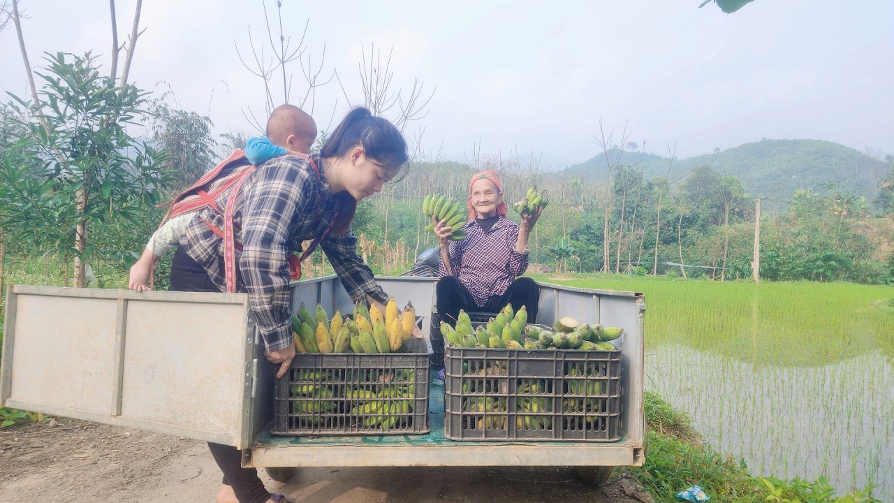 Harvesting Bananas to Sell with Her 80-Year-Old Blind Grandmother - Tieu Nga's Joy as Life Improves