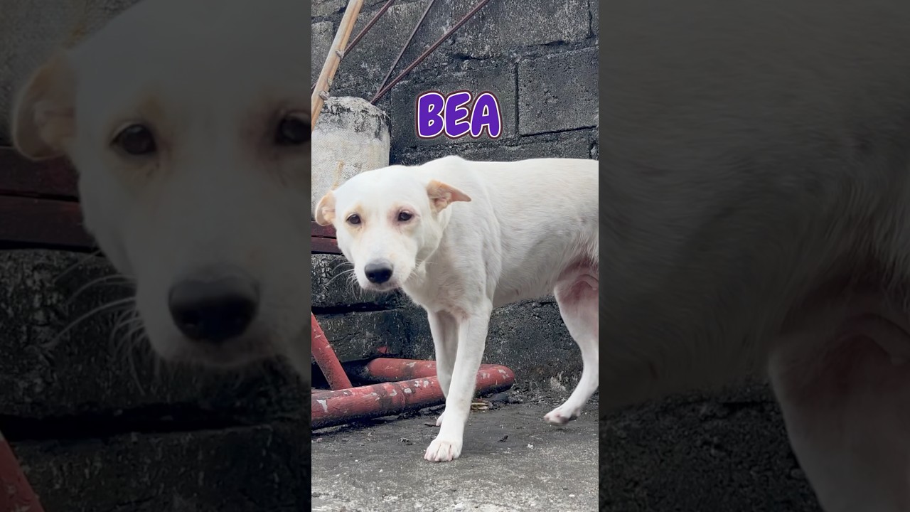 Meet Bea! 🐕 the loudest but clingiest barker 🥰 #dogshorts #doglife #labrador #cutedog #doggielife