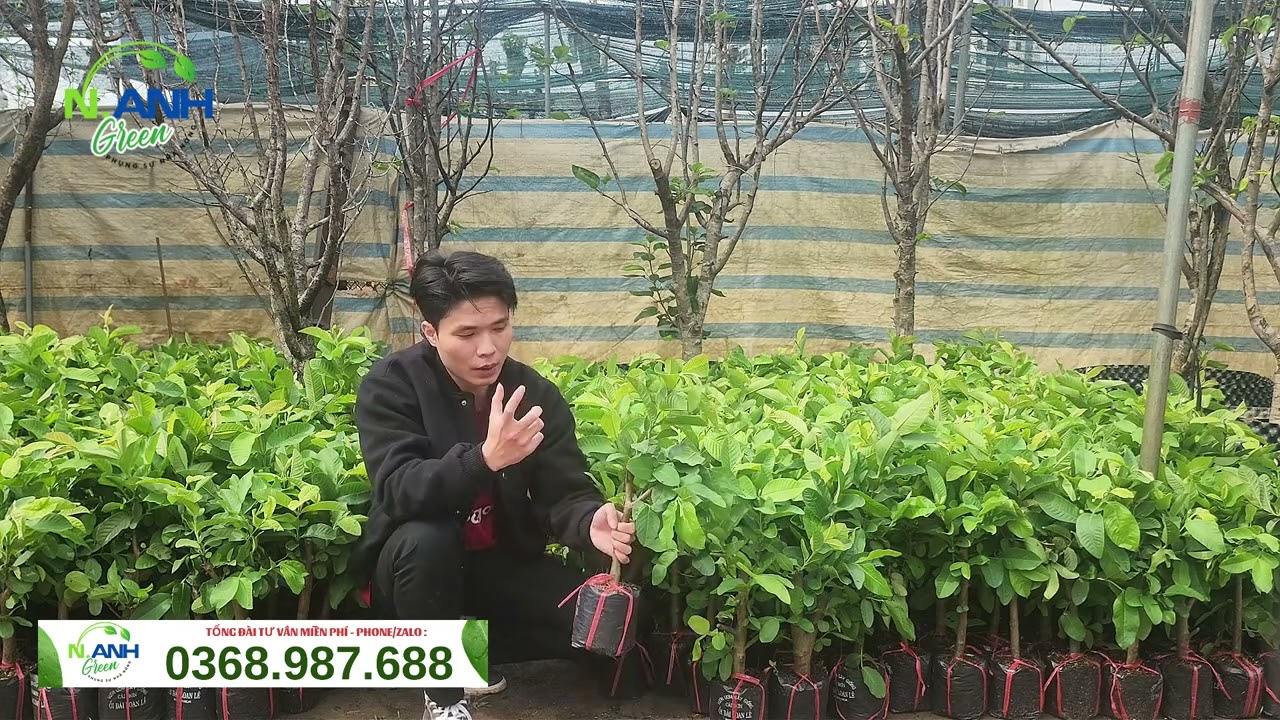Cây Giống Ổi Lê Đài Loan Chiết Cành - Nhanh Ra Trái, Cực Giòn Ngọt ổi 🌳