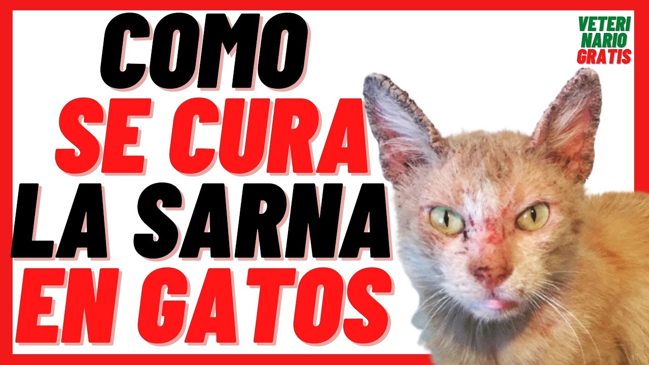 Sarna en Gatos 2022 🟣Tipos, Síntomas y Tratamiento 🟣¿ Cómo se Cura y Contagia a Humanos?