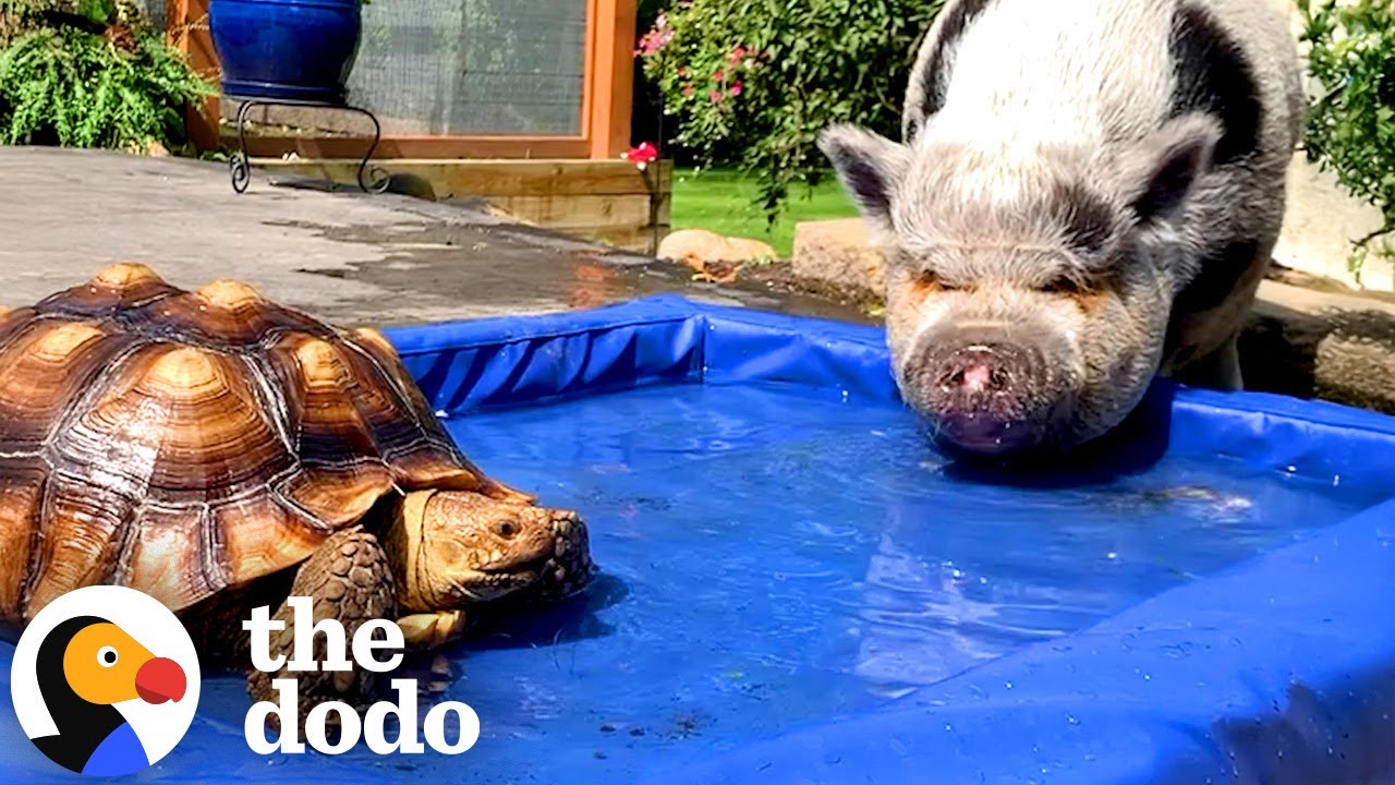 Rescue Pig's Better Half Is A Tortoise | The Dodo