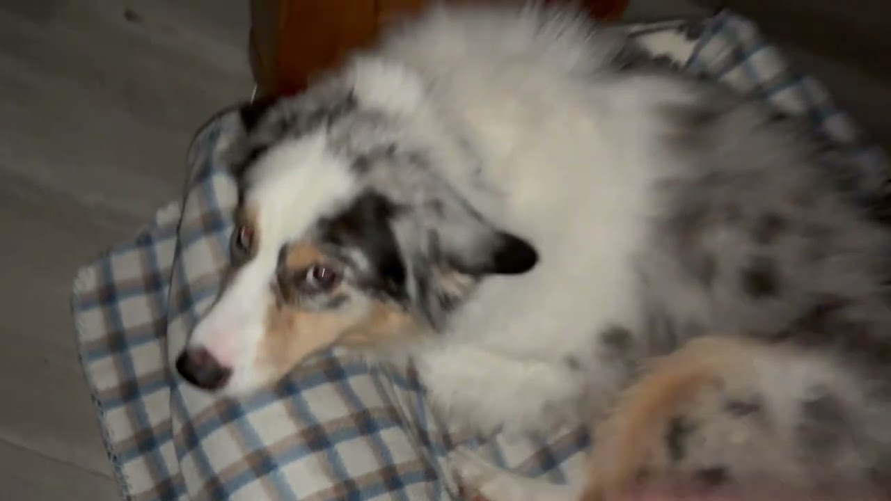 Daisy, Toby, Ollie, Max, Cali & Rocky 
