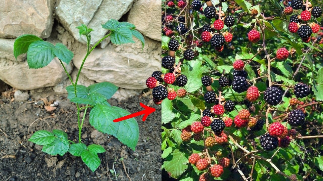 ❌¡NUNCA plantes una ZARZAMORA sin saber esto primero!