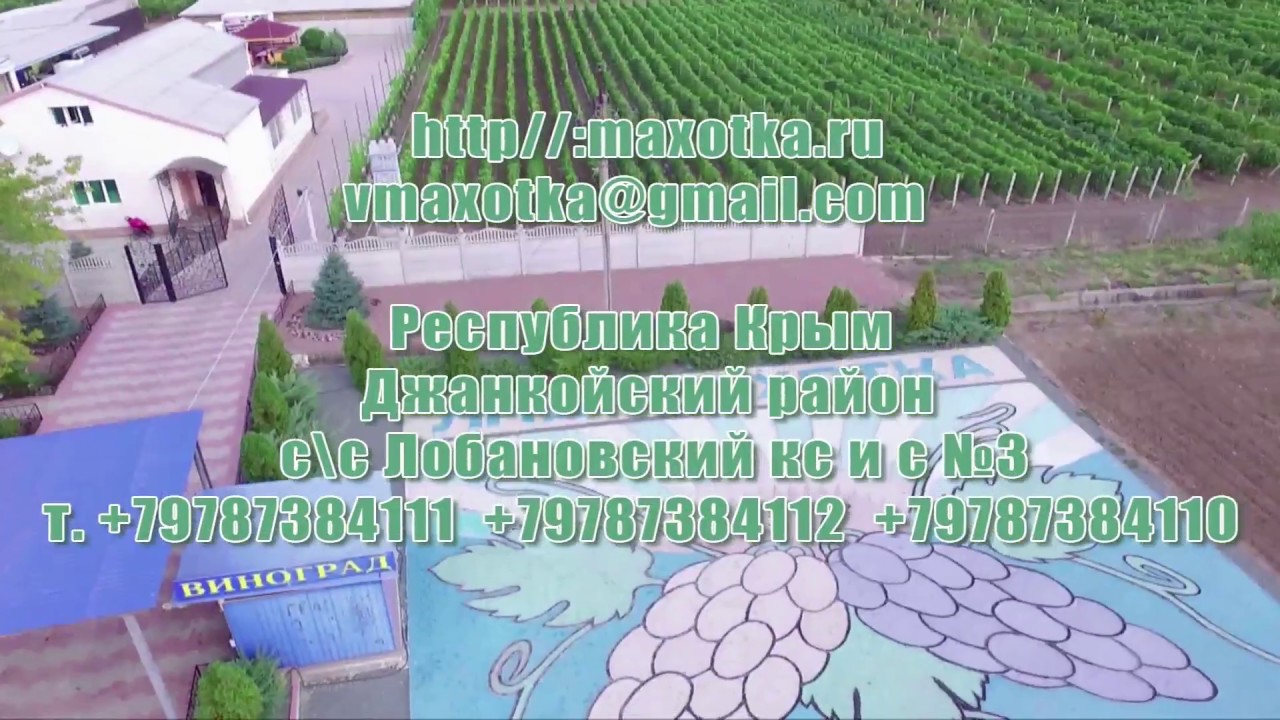 Бизнес на винограднике в Крыму. КФХ Махотка - победитель 