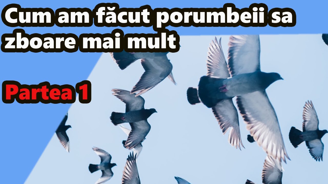 Cum am făcut porumbeii sa zboare mai mult - partea 1