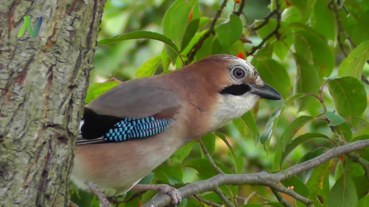 Gartenvögel
