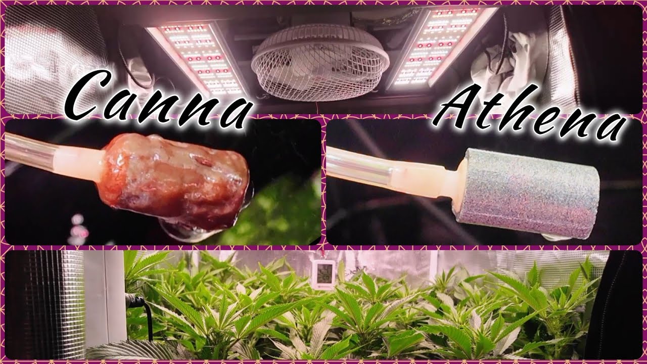 CANNA vs. ATHENA PRO - DAS D&Uuml;NGER DUELL | Tipps und Tricks f&uuml;r die Bl&uuml;tephase nach dem Stretch