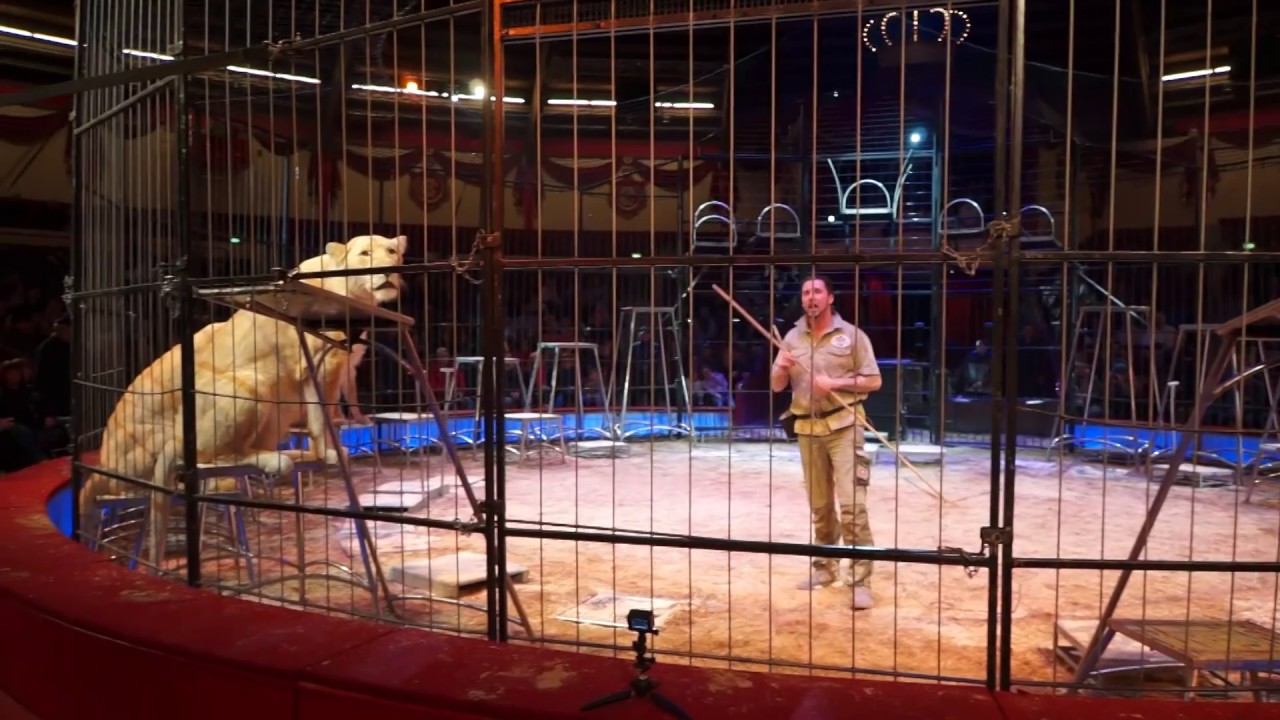 11.02.2018 Teil 2: Martin Lacey jr. - öffentlich kommentierte Raubtierprobe @ Circus Krone