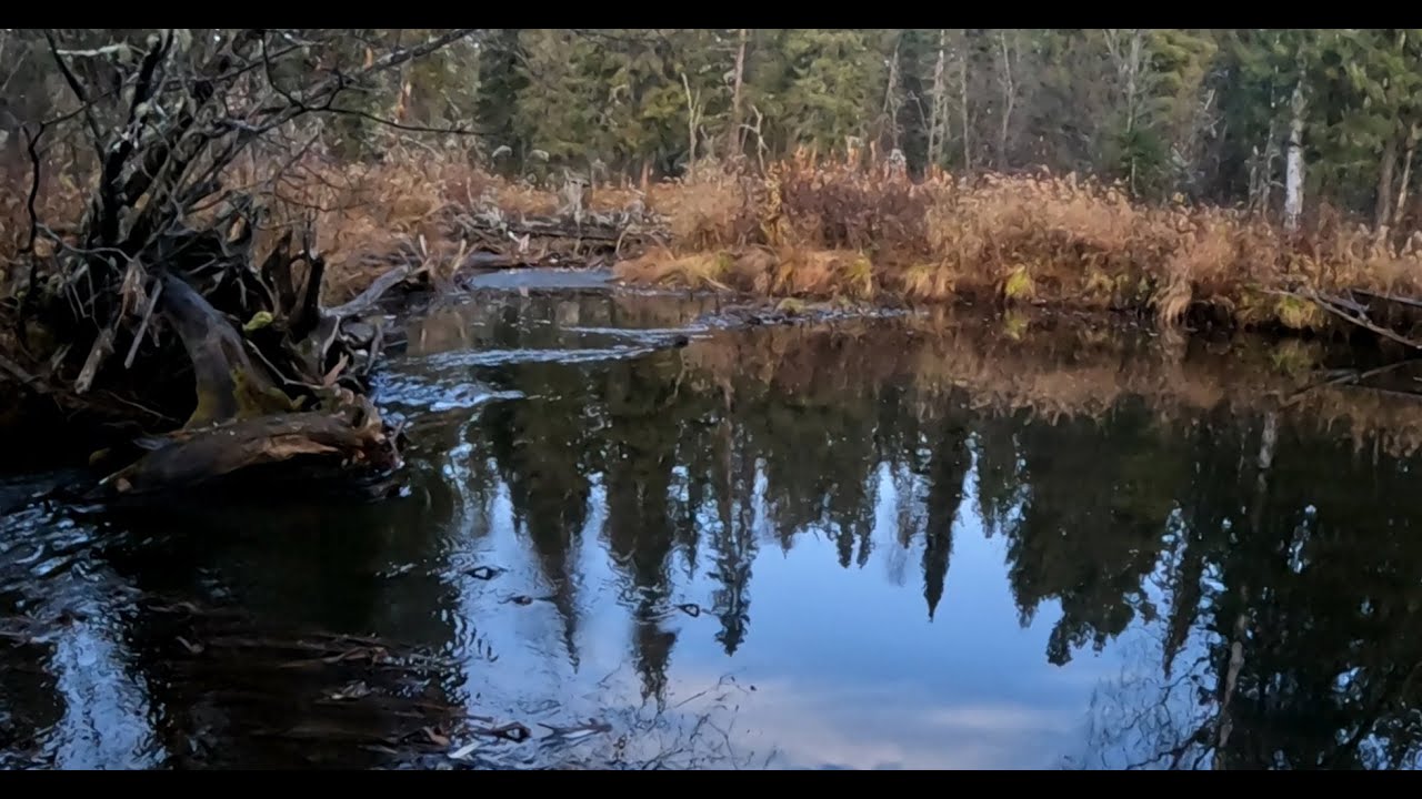 Хариус в октябре.#2