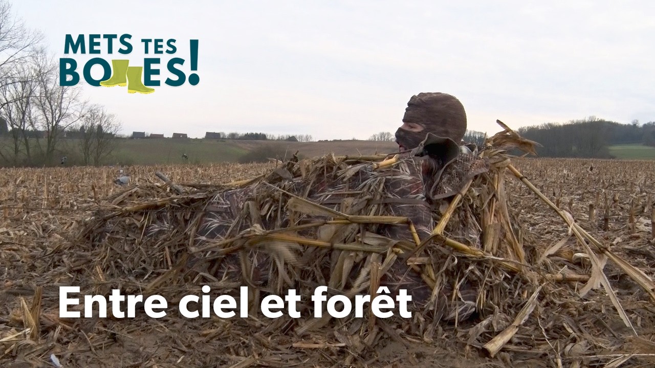 Pigeon ramier : Le roi des chasses d'automne