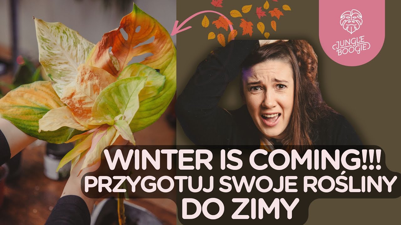 Sorry, taki mamy klimat! Winter is coming, czyli jak przygotować rośliny na jesień i zimę