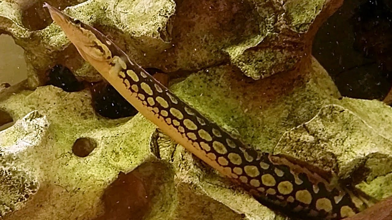 La anguila huella de neumático (Mastacembelus armatus) Ficha Técnica