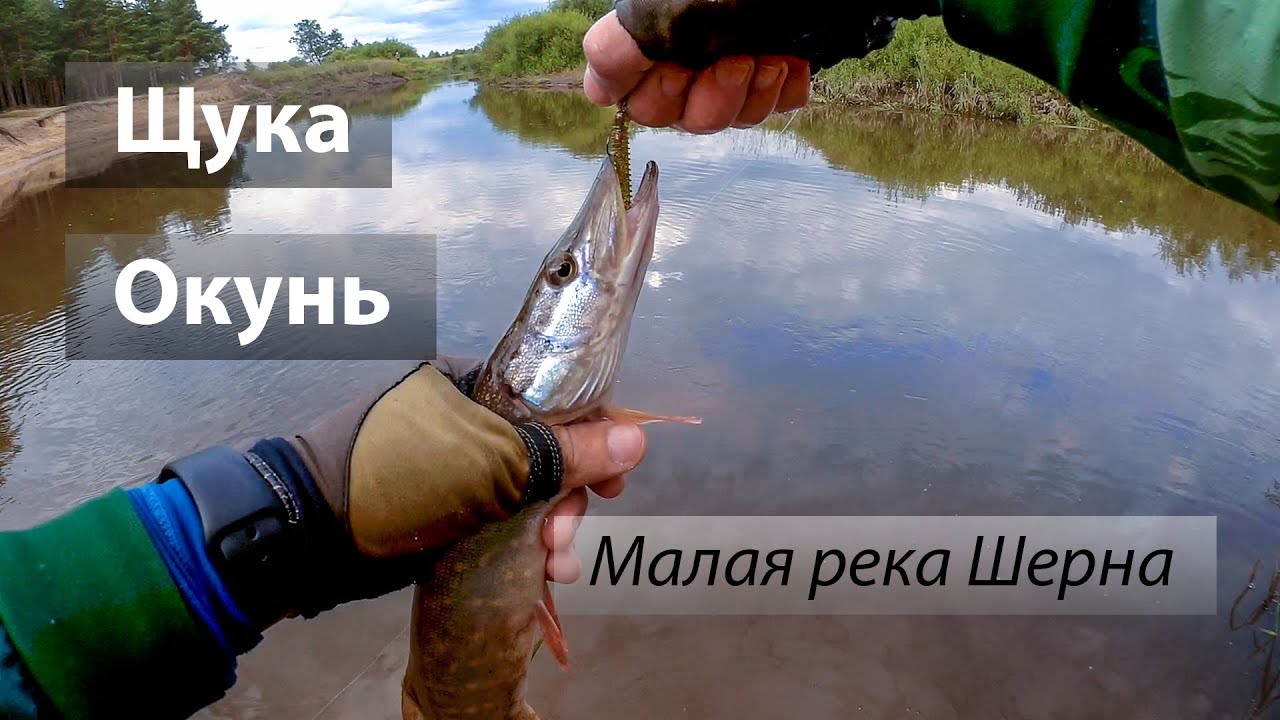 🇷🇺 Река Шерна, Россия. По высокой воде и неактивному хищнику. Щука, окунь. 2017/07