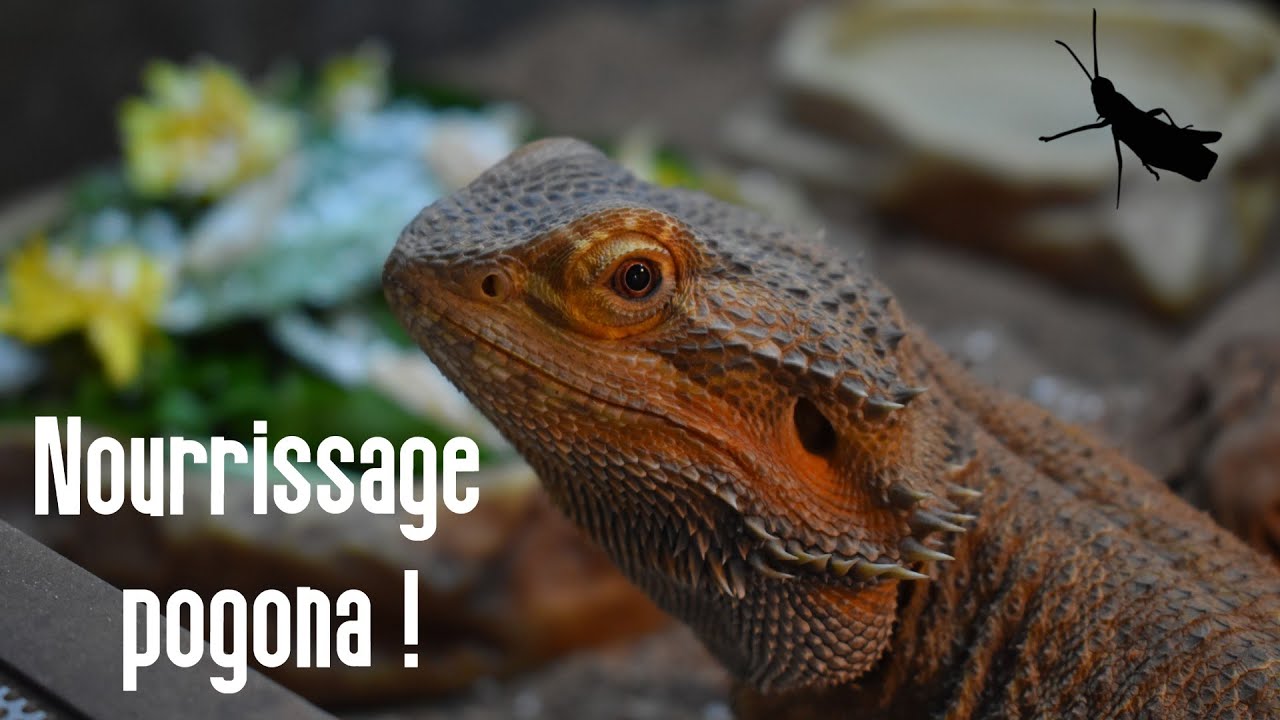 NOURRISSAGE DE MON POGONA ! - La routine nourrissage
