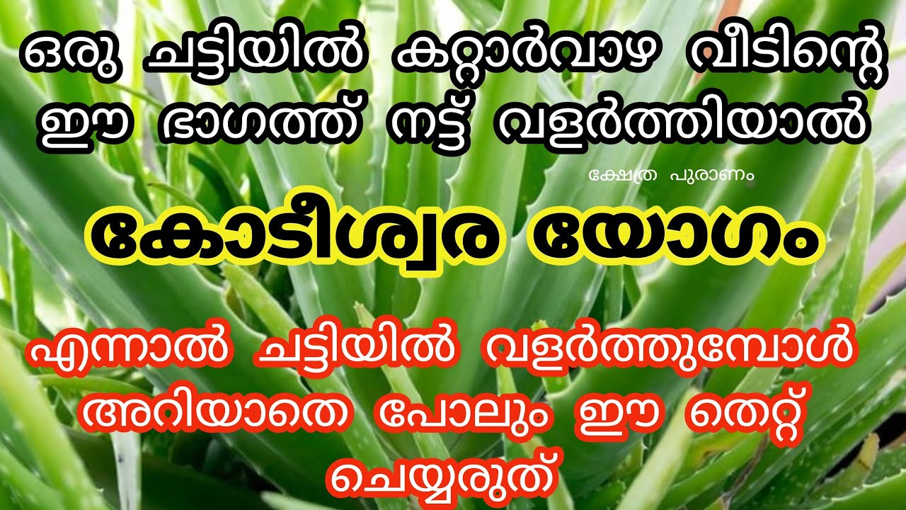 ഒരു ചെടി ചട്ടിയിൽ കറ്റാർ വാഴ ഈ ദിശയിൽ വളർത്തു ഈ സൗഭാഗ്യങ്ങൾ തേടി എത്തും. jyothisham Malayalam.astro