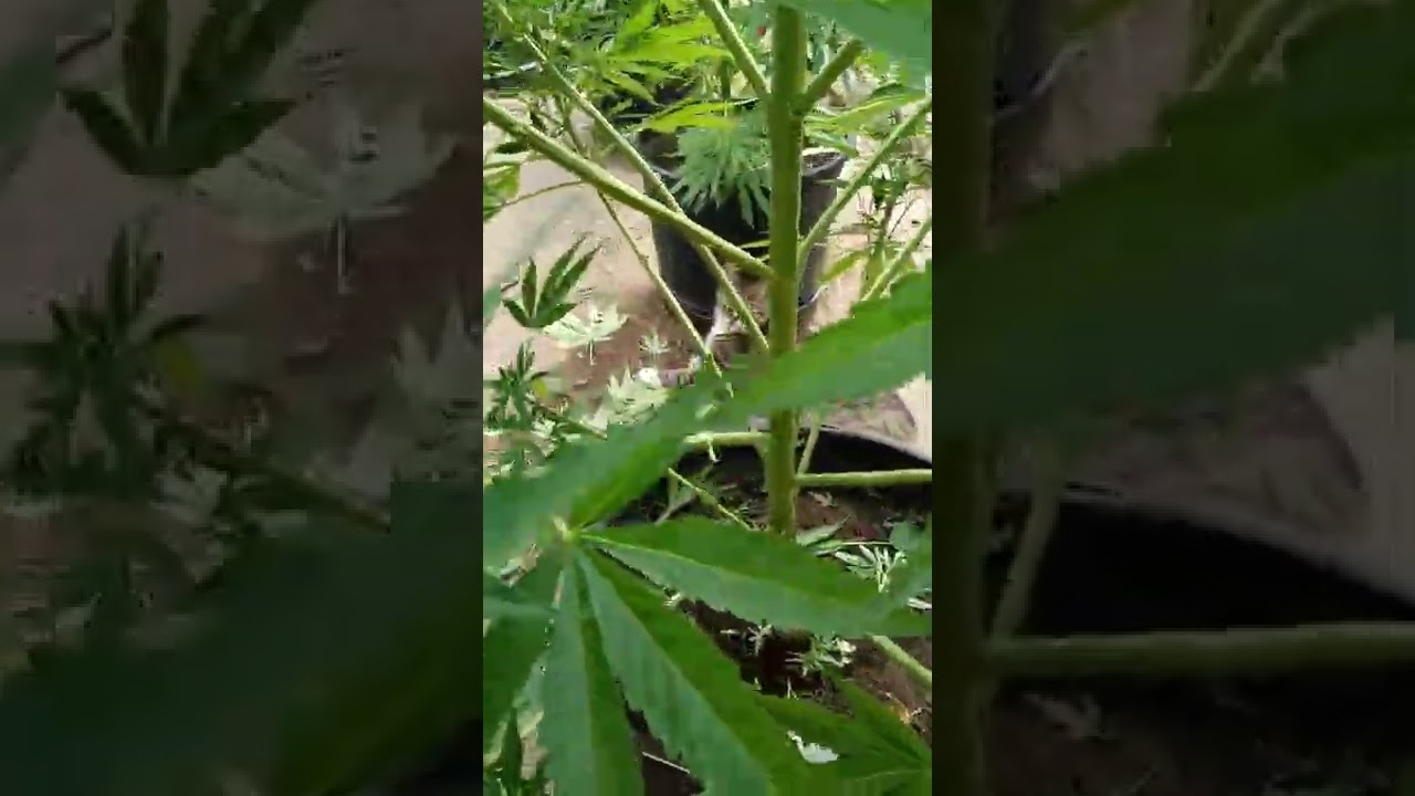 30 second pruning lesson.