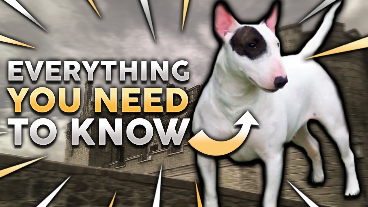 BULL TERRIER 101! Everything You Need To Know About Owning a Bull Terrier Puppy