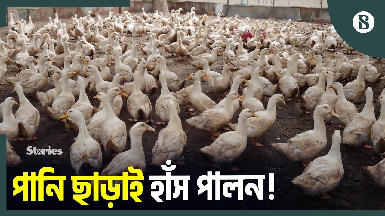 হাঁস পালনে ভাগ্য বদল, মাসে আয় লাখ টাকা | Duck Farming Business | The Business Standard