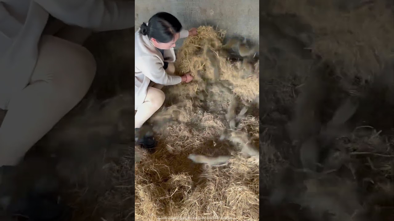 Amazing Homemade Hay Nest: See How Farmers Care for Baby Squirrels on the Farm