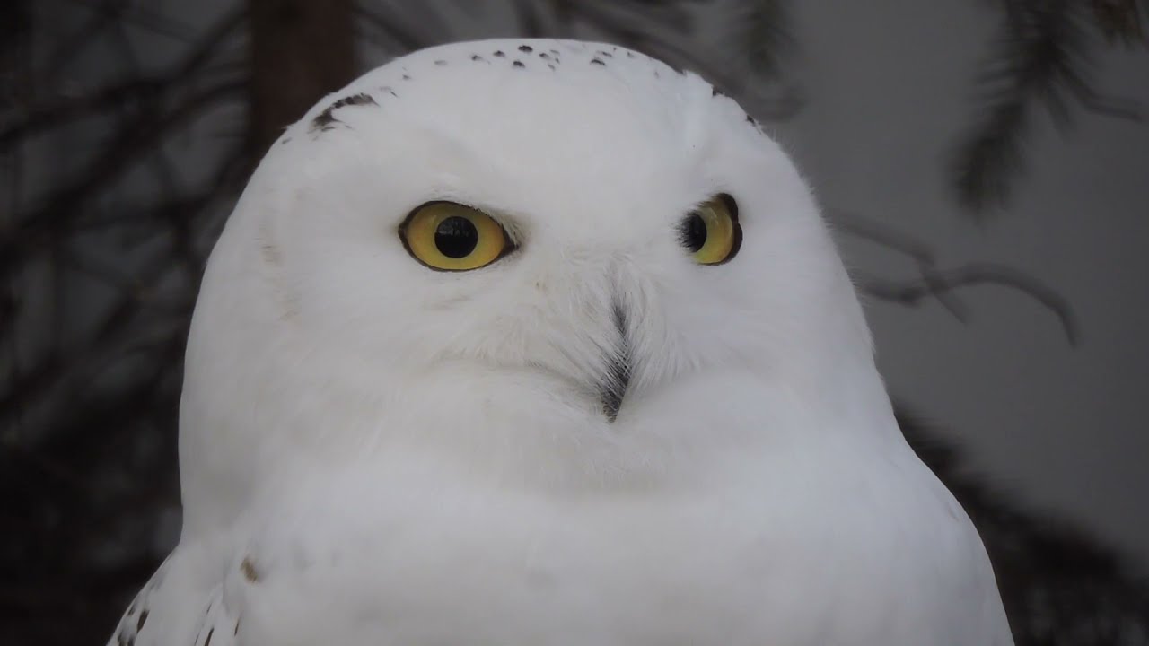 Tunturipöllö Bubo scandiacus Korkeasaari Zoo Helsinki Finland 12.11.2014 (long)