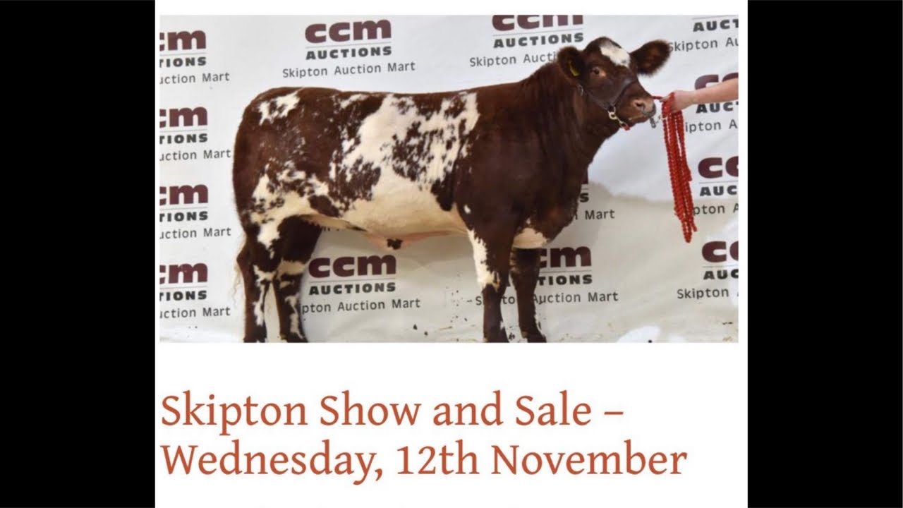 Beef Shorthorn Show at Skipton 8.30am on Wednesday 12th November’25
