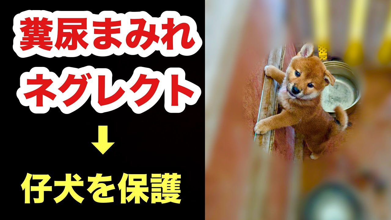 劣悪な環境下！糞尿まみれの柴犬の仔犬を保護しました【ネグレクト】