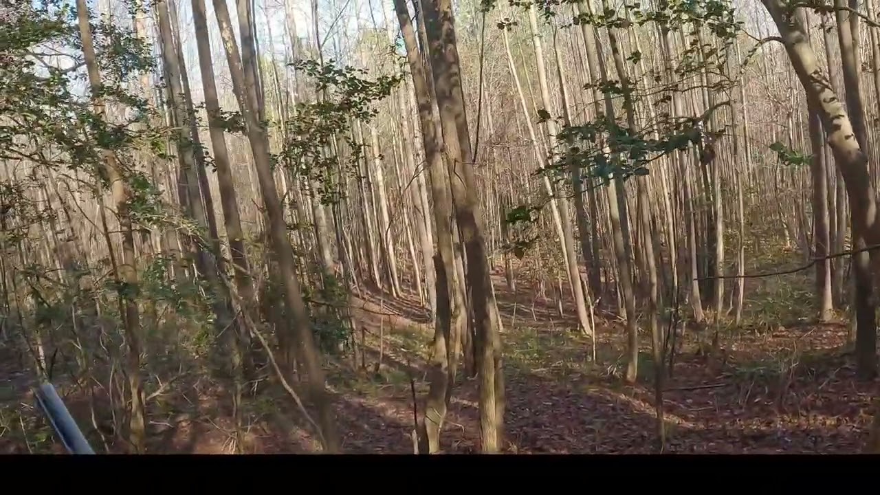 December 20 2025 deer hunt with dogs Va.