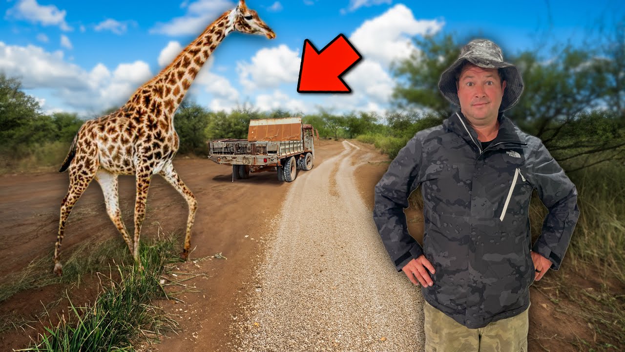 Moving our Giraffe!!!! Africa Style…..