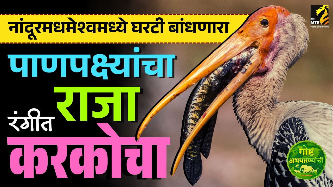 गोष्ट अभयारण्यांची - चित्रबलाक पायावर विष्टा का करतो ? | painted stork | MahaMTB