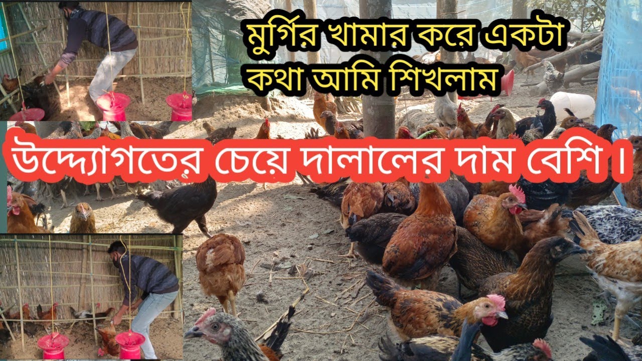 মুর্গীর খামার করে এই কথা টা আমি ঠিকি বুজলাম।🐓